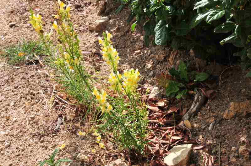 Linaria vulgaris